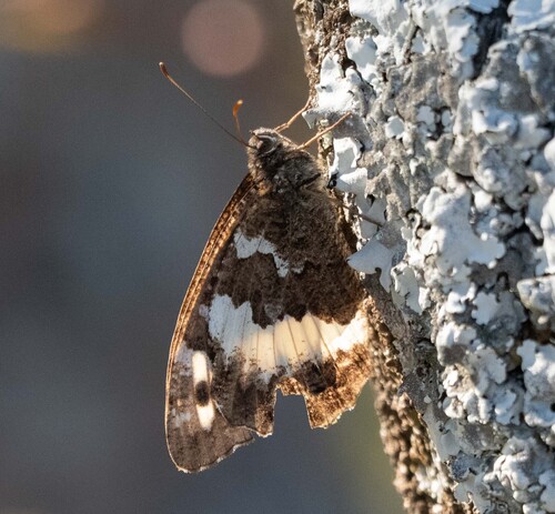 Great Banded Grayling