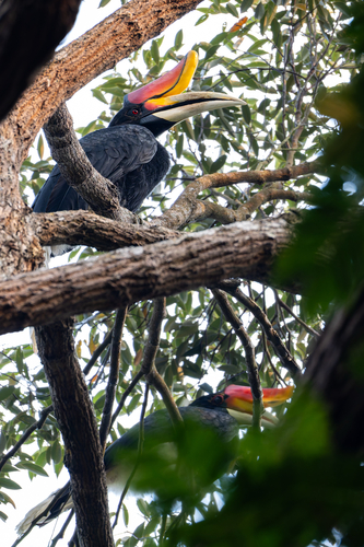 Rhinoceros Hornbill