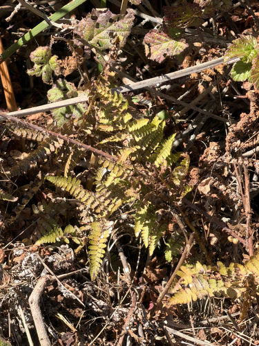 Dryopteris arguta, photograph 6