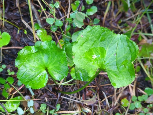Nephrophyllidium crista-galli, photograph 2