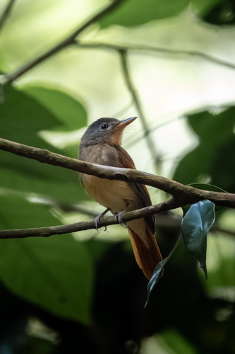 Rufous-winged Philentoma