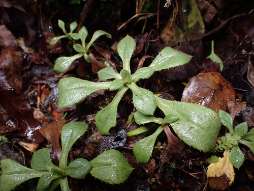Celmisia glandulosa, 2026-09-05