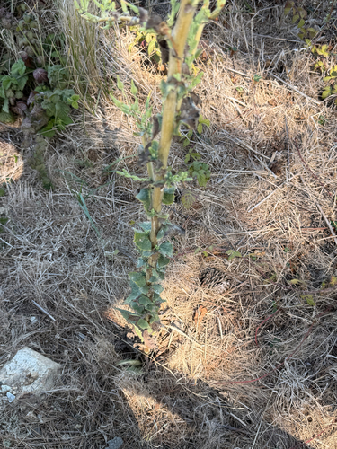 Lactuca virosa, photograph 6