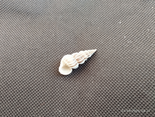 Lamellose Wentletrap