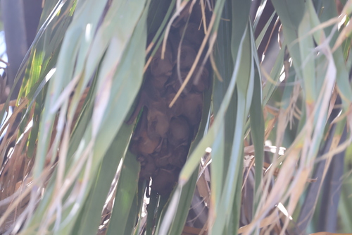 Scotophilus kuhlii observed 2026-09-06