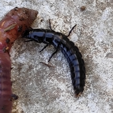 Worm and Slug Hunters
