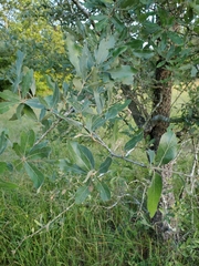 Quercus incana