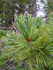 (c) Alexis Tinker-Tsavalas, some rights reserved (CC BY) Pinus monticola, photograph (c) Alexis Tinker-Tsavalas, some rights reserved (CC BY)