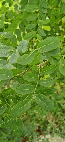 Phyllanthus reticulatus, photograph 6