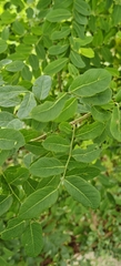 Phyllanthus reticulatus, photograph (c) Rohit Naniwadekar, some rights reserved (CC BY)