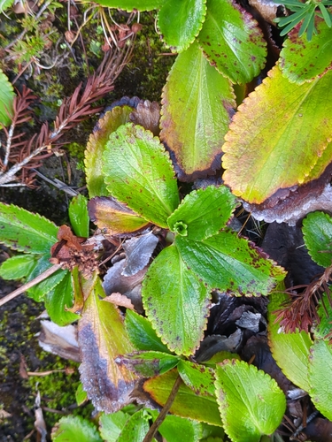 Leptarrhena pyrolifolia, photograph 1