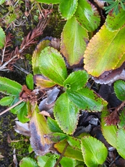 (c) Alexis Tinker-Tsavalas, some rights reserved (CC BY) Leptarrhena pyrolifolia, photograph (c) Alexis Tinker-Tsavalas, some rights reserved (CC BY)
