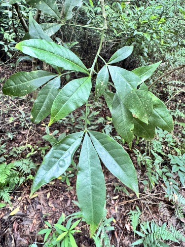Melicope pteleifolia observed 2026-09-03