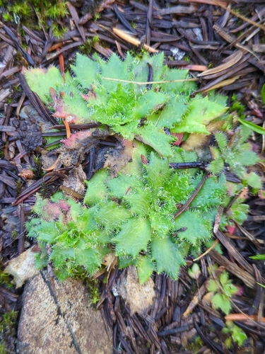 Micranthes ferruginea, photograph 2