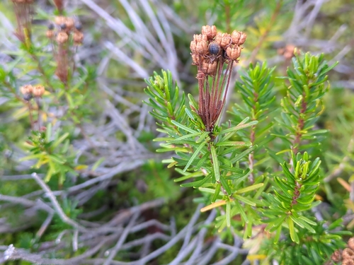 Phyllodoce empetriformis, photograph 3