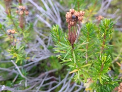 Phyllodoce empetriformis, photograph (c) Alexis Tinker-Tsavalas, some rights reserved (CC BY)