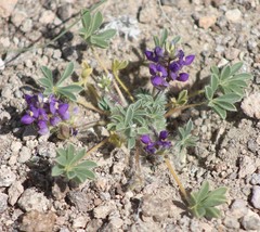 Lupinus flavoculatus
