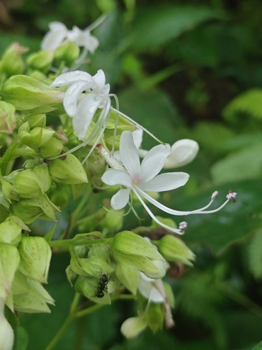 Clerodendrum infortunatum, photograph 1