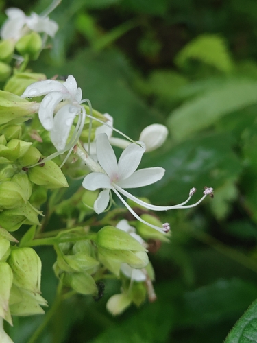 Clerodendrum infortunatum, photograph 2