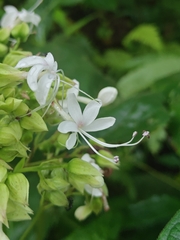 Clerodendrum infortunatum, photograph (c) Rohit Naniwadekar, some rights reserved (CC BY)