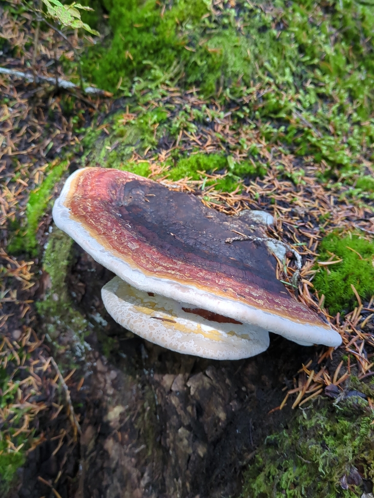 Northern Red Belt · September 2026 · photo: Photo: (c) Alexis Tinker-Tsavalas, some rights reserved (CC BY) · iNaturalist