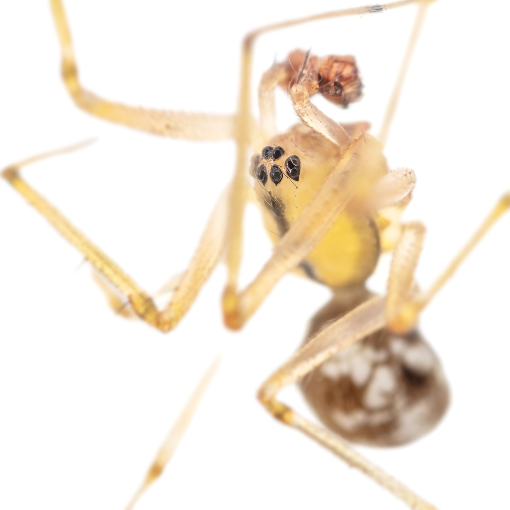 Incestophantes crucifer