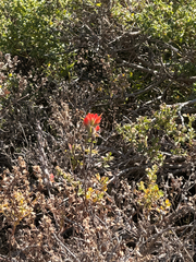 (c) TonyT, some rights reserved (CC BY) Castilleja latifolia, photograph (c) TonyT, some rights reserved (CC BY)