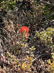 Castilleja latifolia