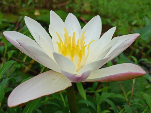 Hairy water-lily