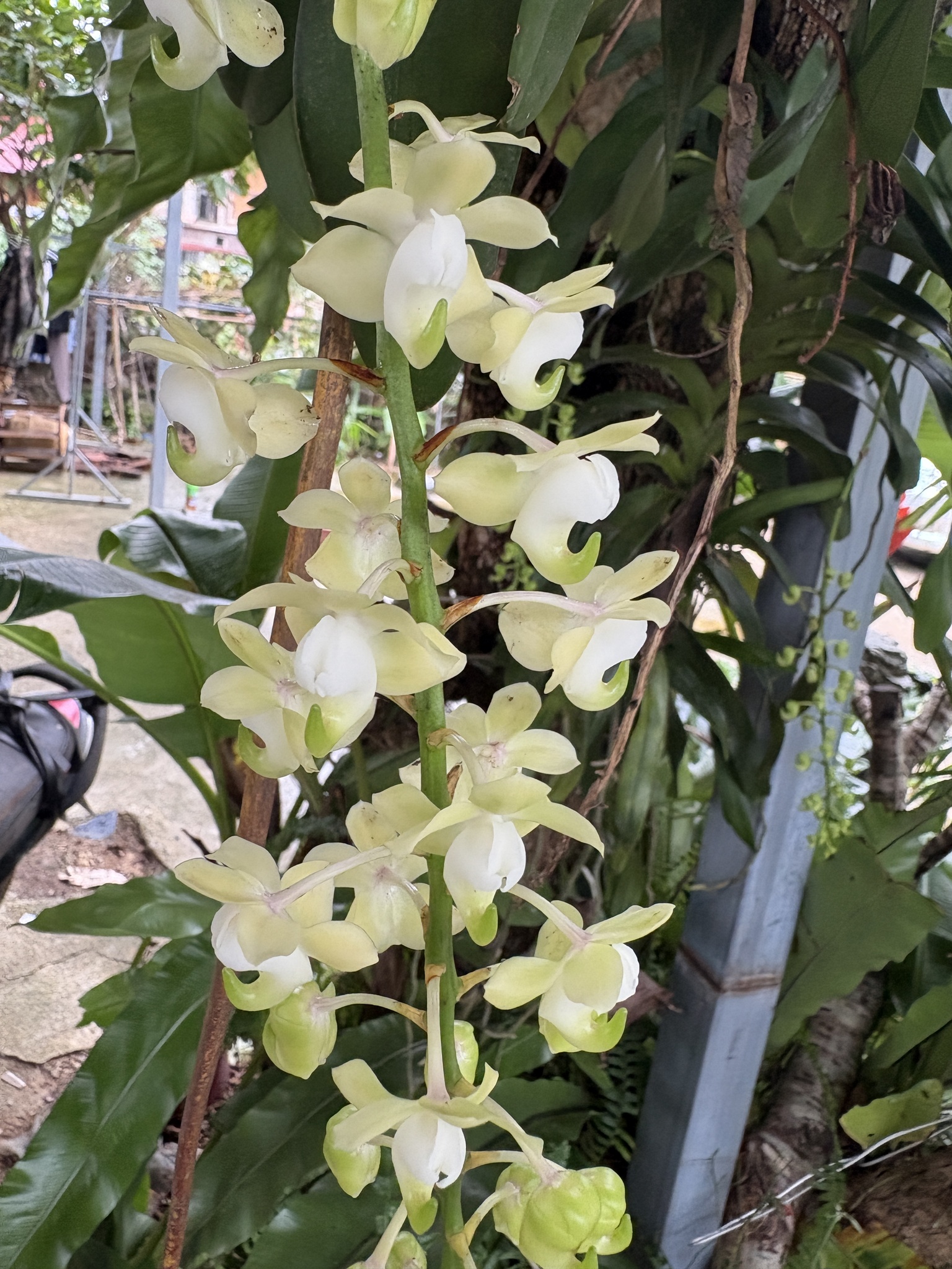 Aerides odorata (Aerides odorata)