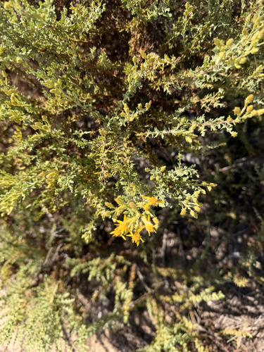 Ericameria ericoides, photograph 2