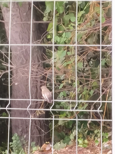 European Pied Flycatcher