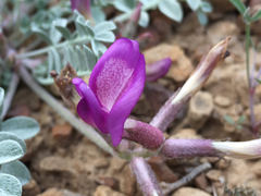 Astragalus chamaeleuce