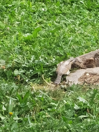 Eurasian Wryneck