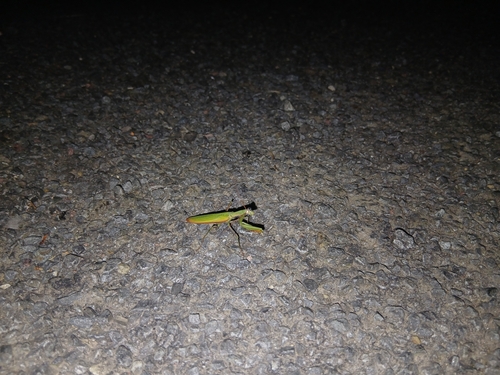 European Mantis