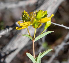 Hypericum concinnum
