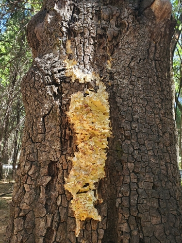 iNaturalist observation photo of Laetiporus
