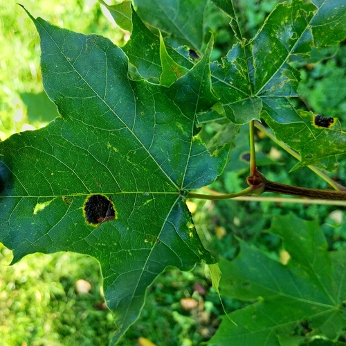 Black Tar Spot