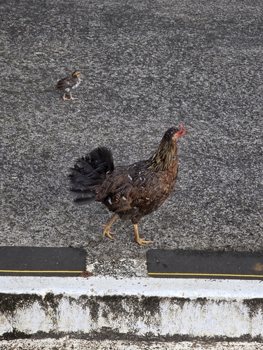 Domestic Chicken