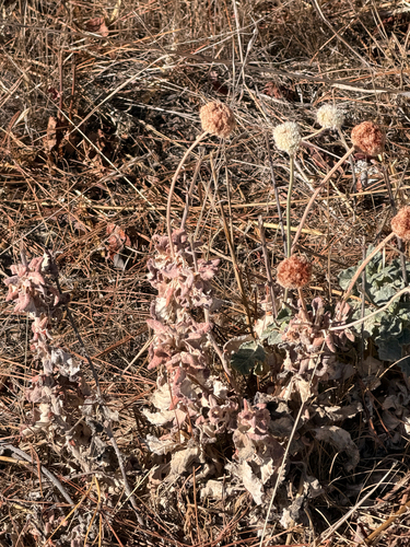 Eriogonum latifolium, photograph 4