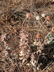 Eriogonum latifolium, photograph (c) TonyT, some rights reserved (CC BY)