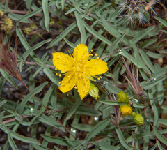 Hypericum concinnum