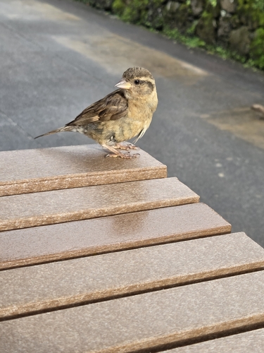 House Sparrow