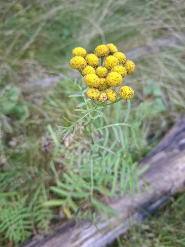tansy