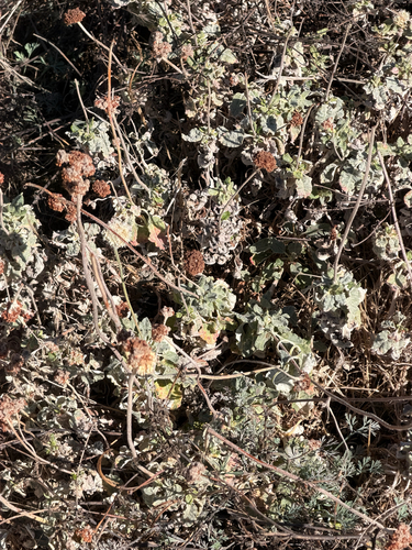 Eriogonum latifolium, photograph 3