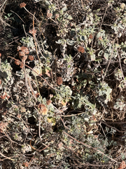 Eriogonum latifolium, photograph (c) TonyT, some rights reserved (CC BY)