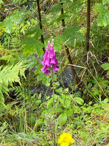 purple foxglove