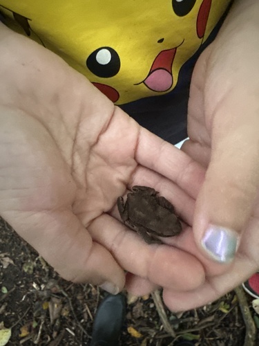 European Toad
