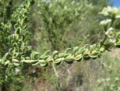 Mortonia scabrella