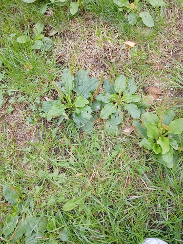 greater plantain